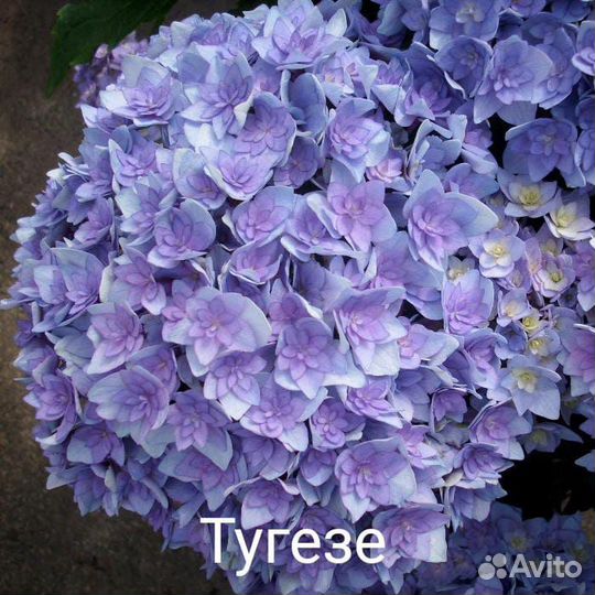 Гортензия крупнолистная саженцы