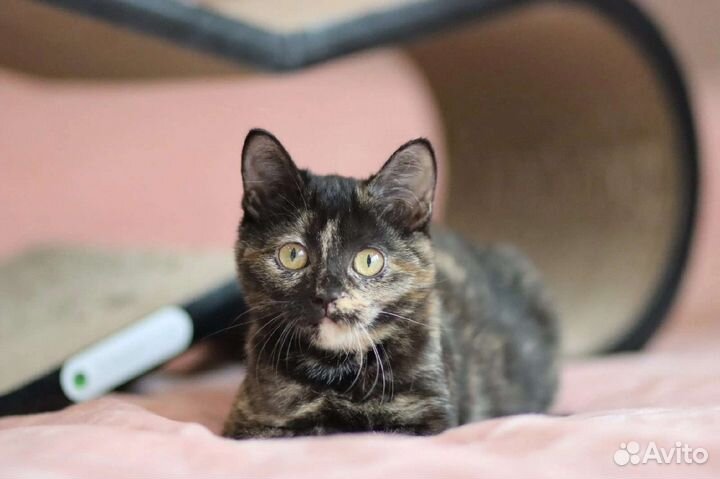 Кошка в добрые руки