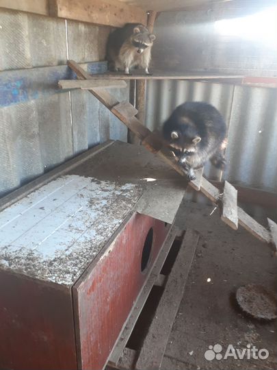 Вольерные еноты