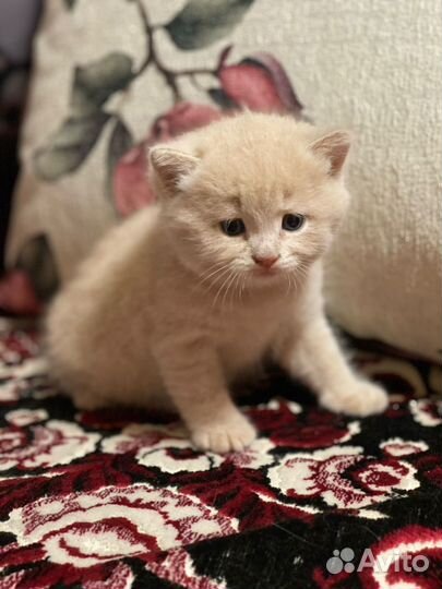 Котенок девочка в добрые руки