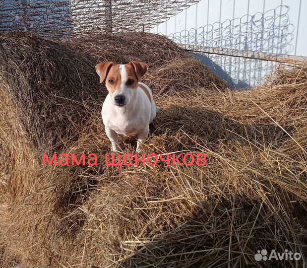 Щенки джек рассел терьера