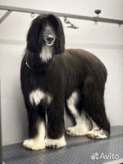 Грумминг собак и кошек