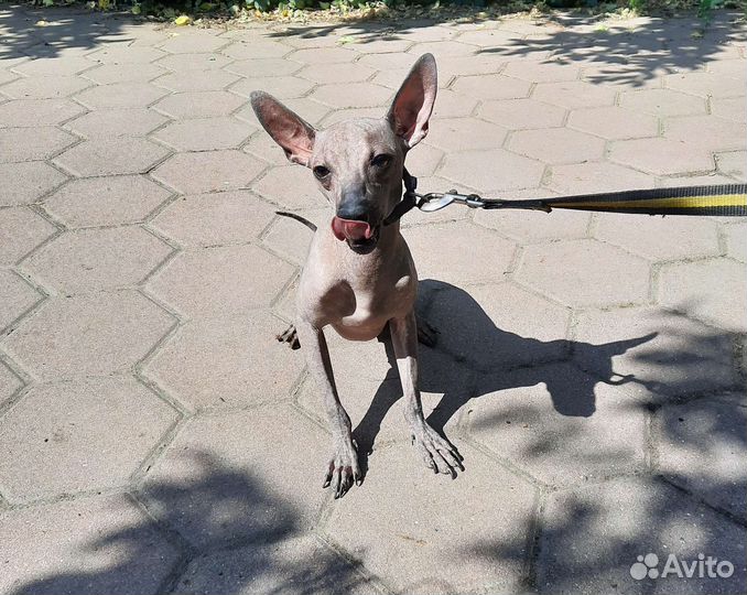 Мальчик щенок мексиканской голой собаки