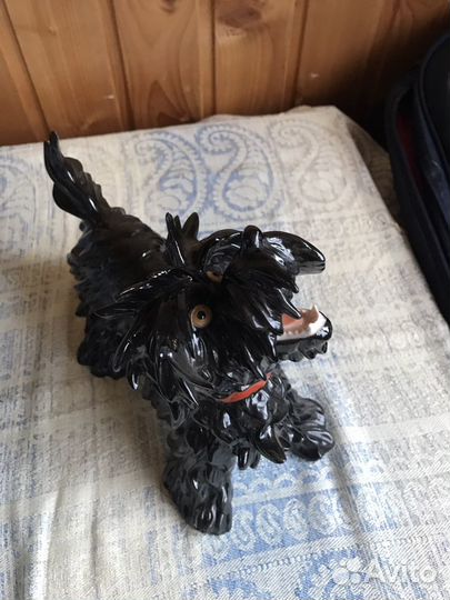 Собака.Скотц-терьер Германия unterweisbacн