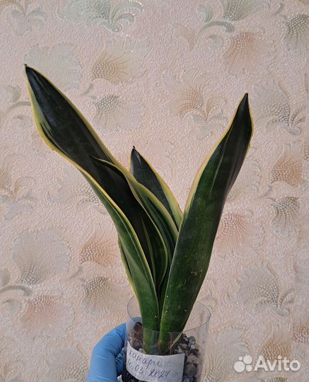 Сансевиерия муншайн стар каньон гранит еллоу стоун