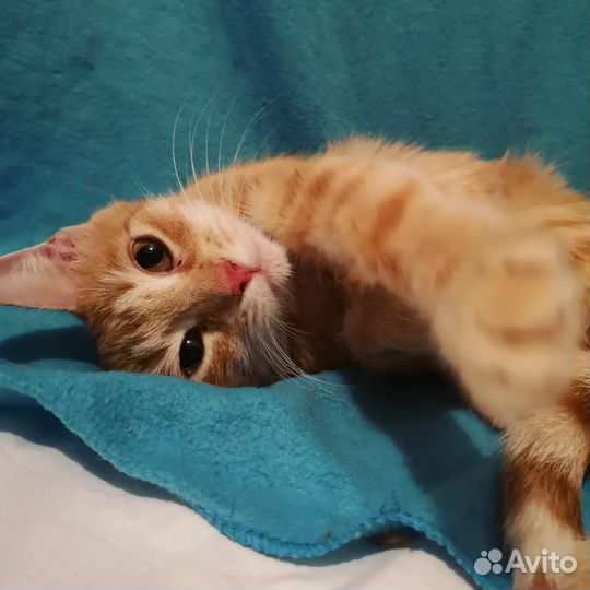 Рыжуля ищет родной дом