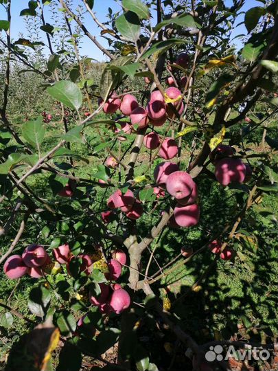 Яблоки флорина