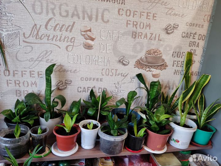 Сансевиерия