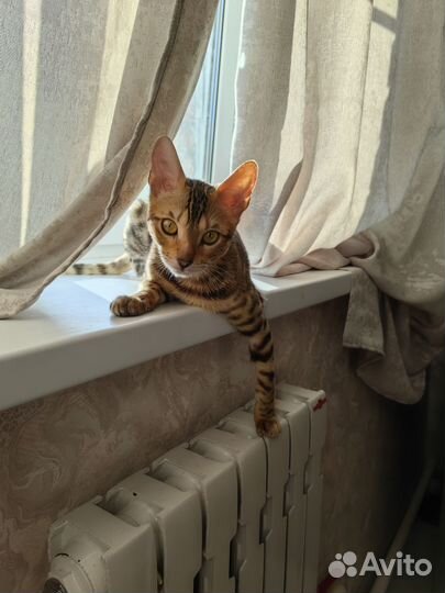 Бенгальские котята с документами