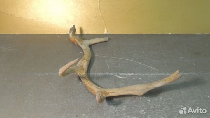 Рог оленя. Для творчества