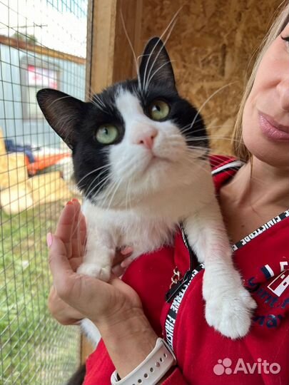 Черно-белый красавец кот из приюта