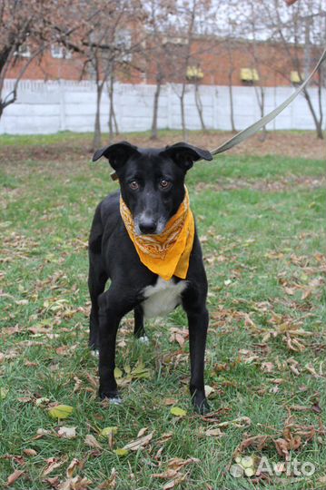 Багира ищет дом