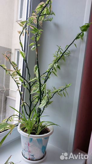 Цветок бесплатно