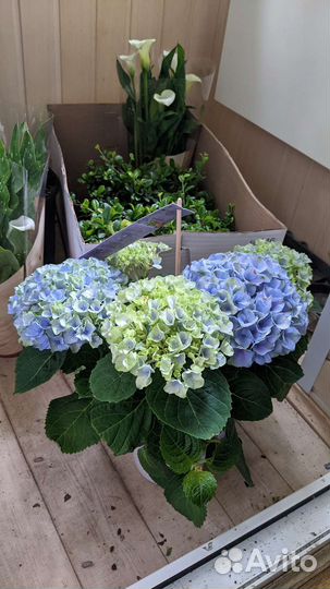 Гортензия, цветет в горшке