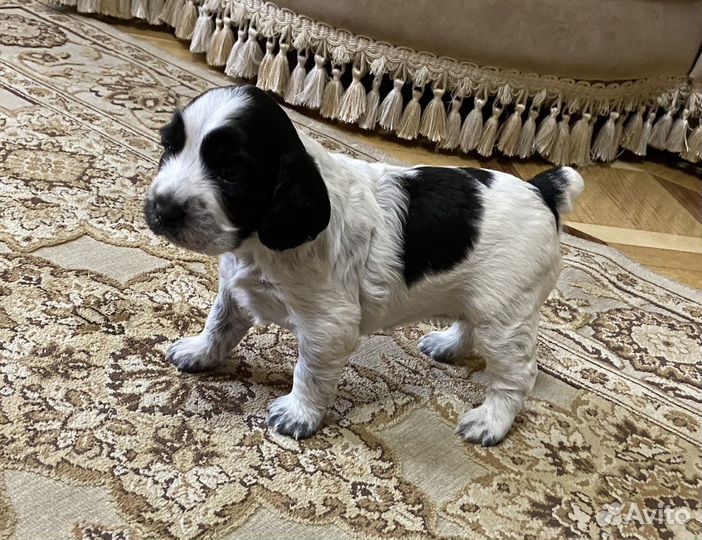 Русский охотничий спаниель щенки