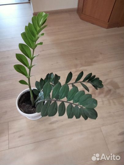 Замиокулькас