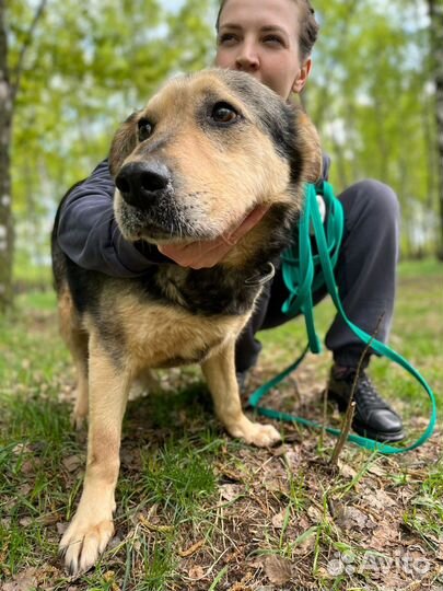 Собаки бесплатно