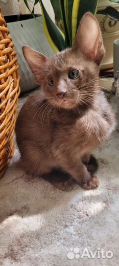 Котенок