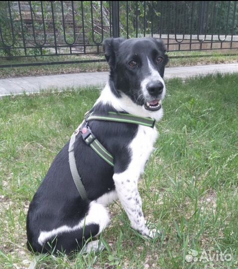 Щенок помесь спаниеля