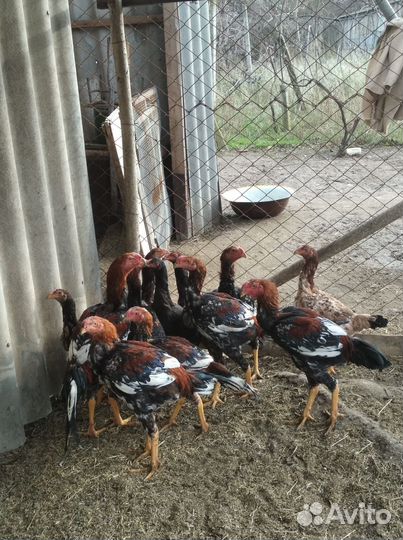 Бойцовые петухи и куры, узбекские голуби