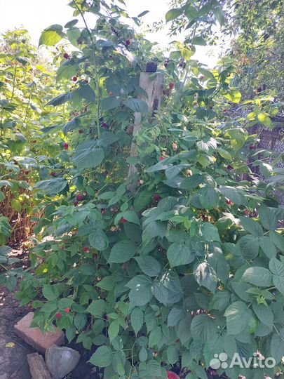 Кусты малины