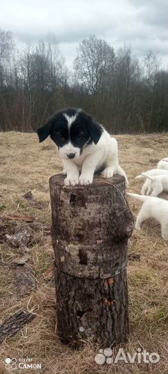 Продаются щенки сао