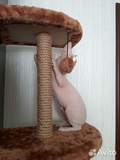 Домик - Когтеточка Дарэлл