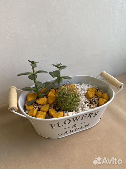 Кактусы, эхеверии, молодило, эуфорбии и опунции