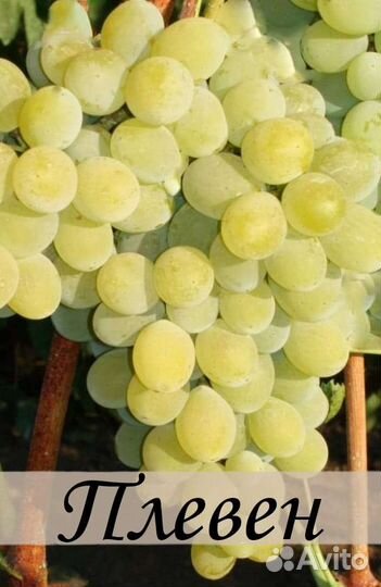 Саженцы винограда