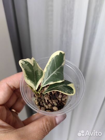 Фикусы разные сорта