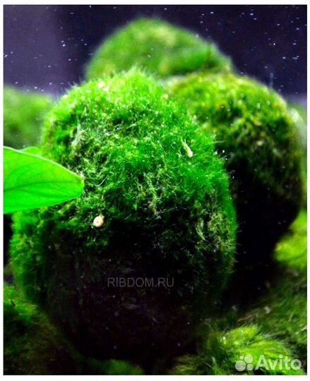Аквариумные растения в ассортименте Кладофора