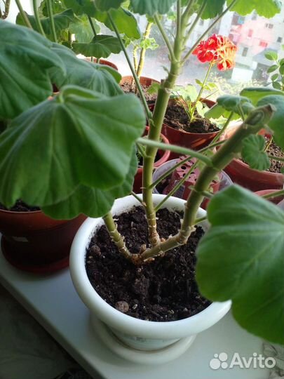 Герань пеларгония