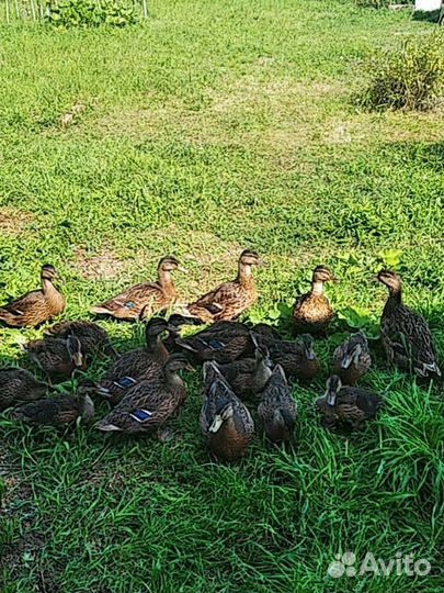 Утка подсадная (селезни)