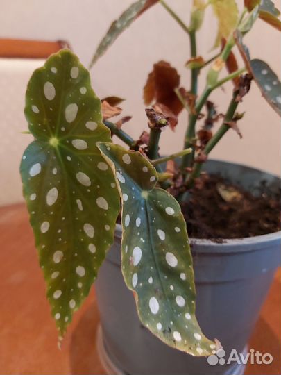 Бегония макулата