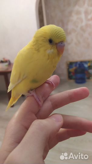 Птенцы волнистого попугая