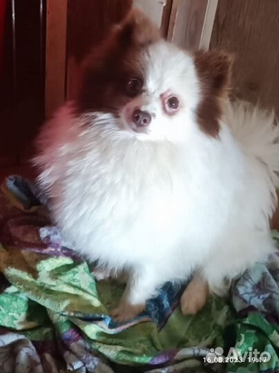 Взрослая девочка помераночка