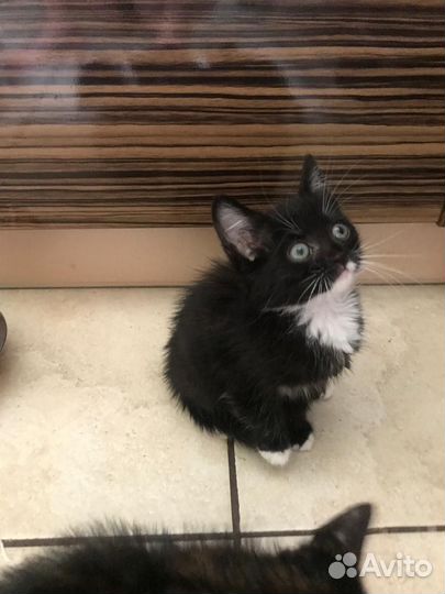 Котенок девочка