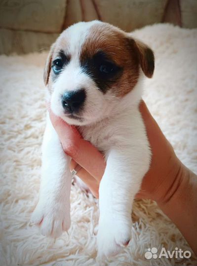 Джек Рассел терьер