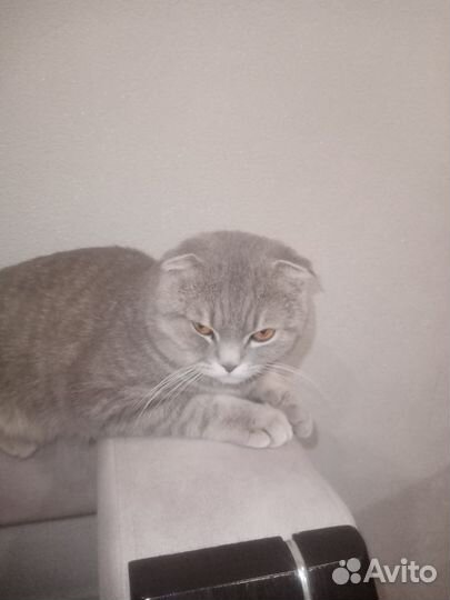 Шотландский вислоухий котик