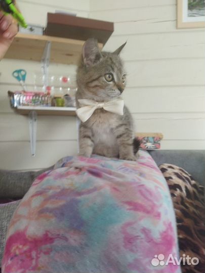 Котенок мальчик 3 мес