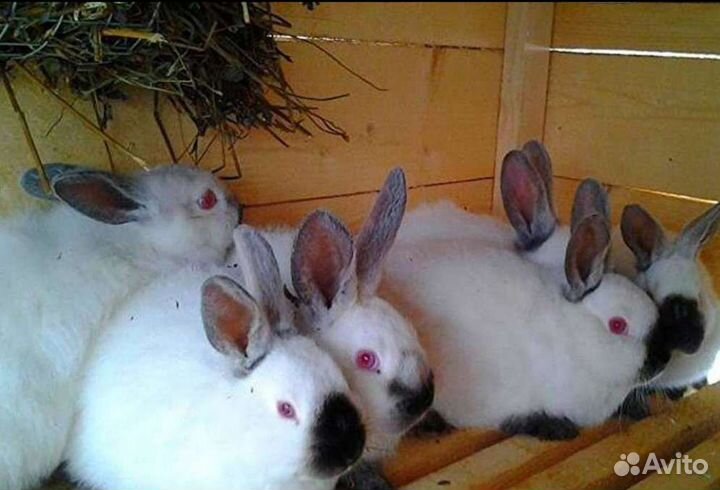 Крольчихи, крольчата калифорнийские