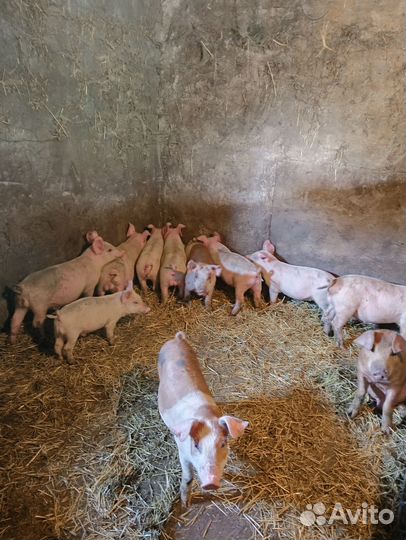 Продам поросят