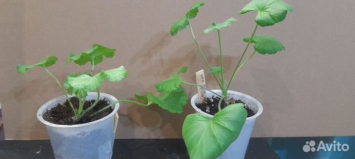 Пеларгония (герань) розовая крапчатая