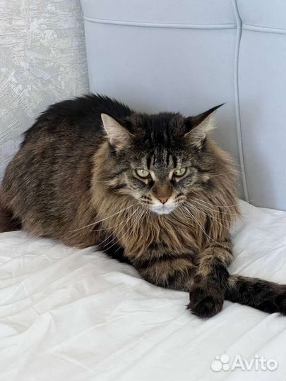 Отдам мейн-кун бесплатно