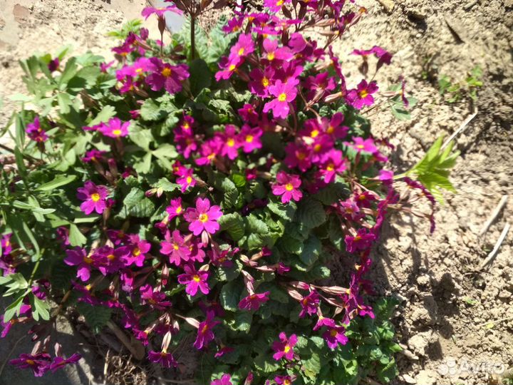 Ранние цветы Примула