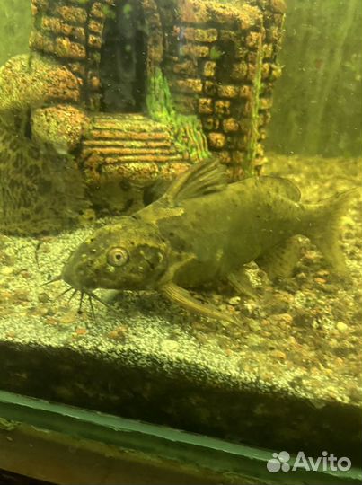 Черный баргус