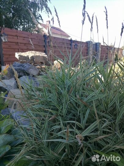 Фалярис тростниковый