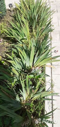 Малина тибетская саженцы