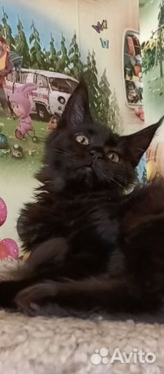 Котята мейн-кун