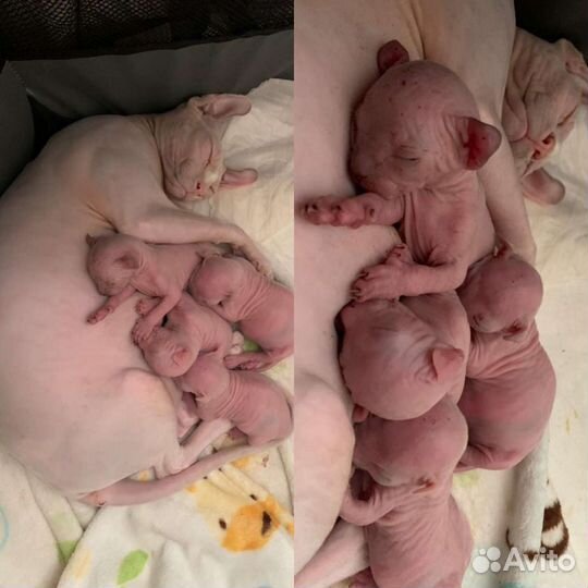 Канадский сфинкс (Вязка) пригласим в гости кошечку